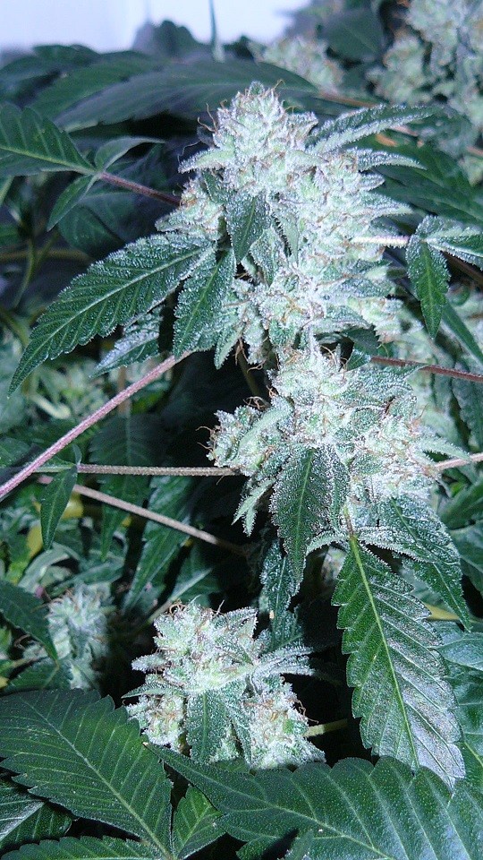 drobes corpse flower 004