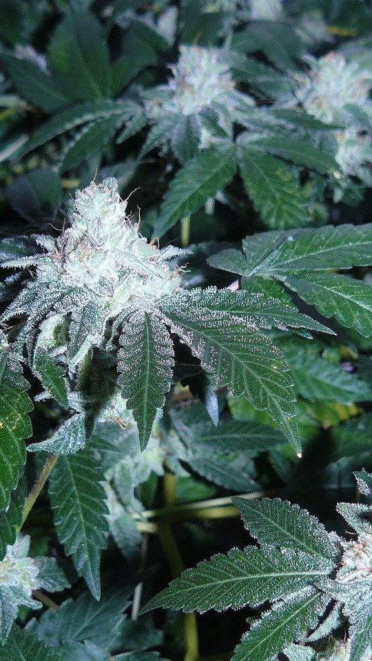 drobes corpse flower 007