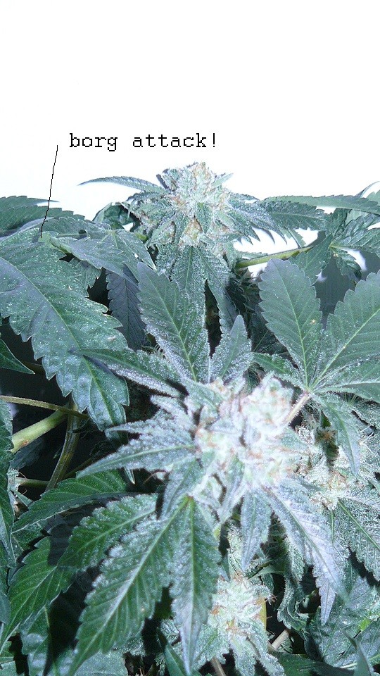 drobes corpse flower 010