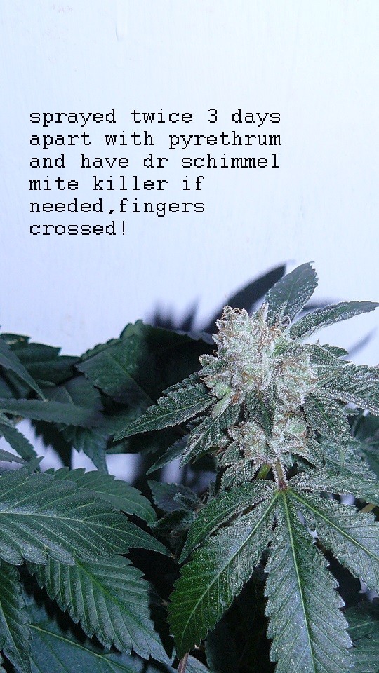 drobes corpse flower 011