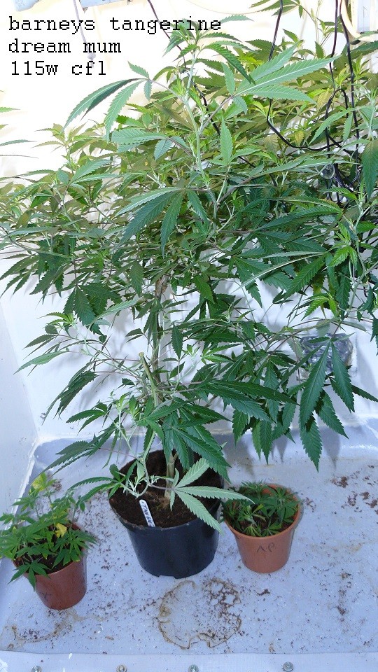 drobes corpse flower 022