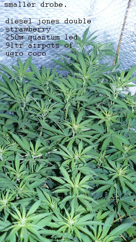 drobes corpse flower 025