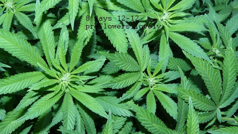 drobes corpse flower 026