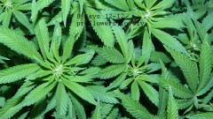 drobes corpse flower 026