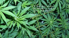 drobes corpse flower 028