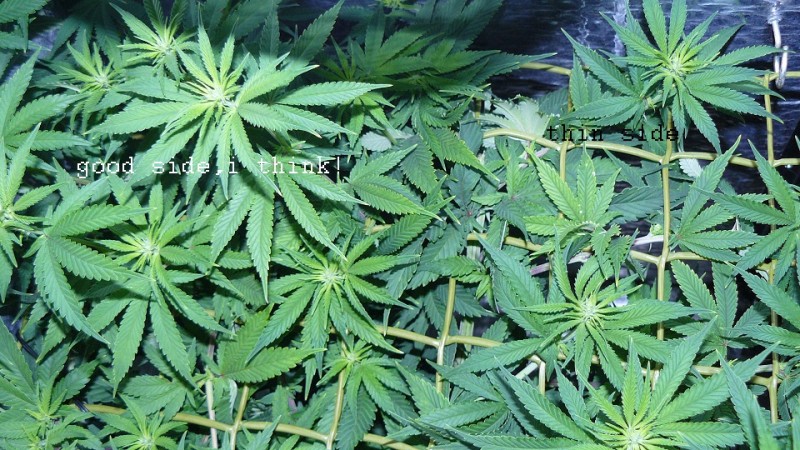 drobes corpse flower 029