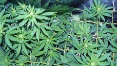 drobes corpse flower 029