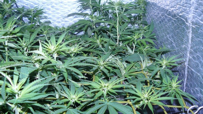 drobes corpse flower 030