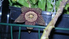 drobes corpse flower 037