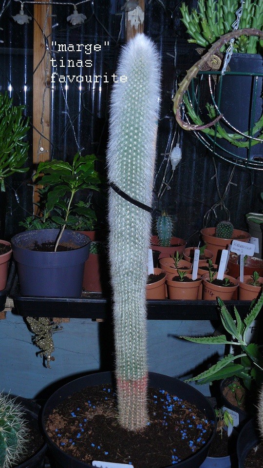 drobes corpse flower 039