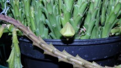 drobes corpse flower 040