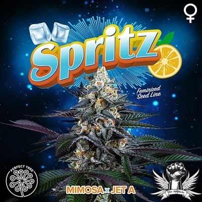 attitude-perfecttree-3spritzfem_400x400