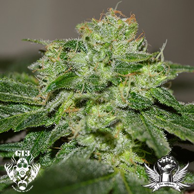 chocolate-heaven-g13-labs-seeds