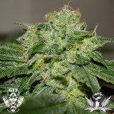 chocolate-heaven-g13-labs-seeds