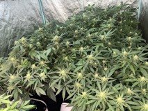 161DDE4F-6EB1-4E4B-8EDE-99B402B9D3AF