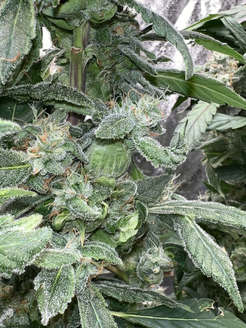 FB59DC2F-3ECD-4E89-BB6D-82B6594EAEF3