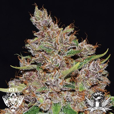 attitude-g13labsseeds-purple-haze2_400x400