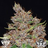 attitude-g13labsseeds-purple-haze2_400x400