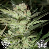 cheese-g13-labs-seeds