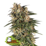 69 Northern Lights Auto