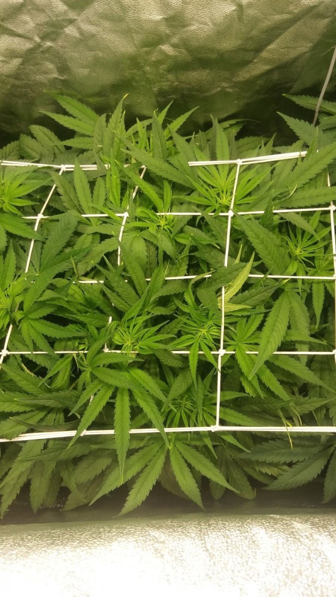 GROW WEEK 5