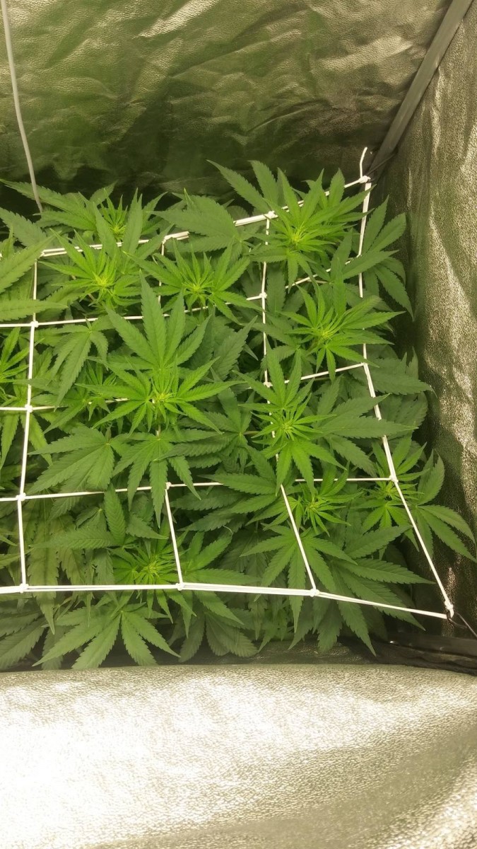 GROW WEEK 5