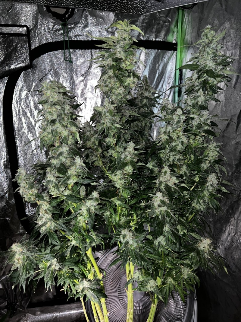 CBC1BA60-3FF8-4E30-AC26-E27207B2619C