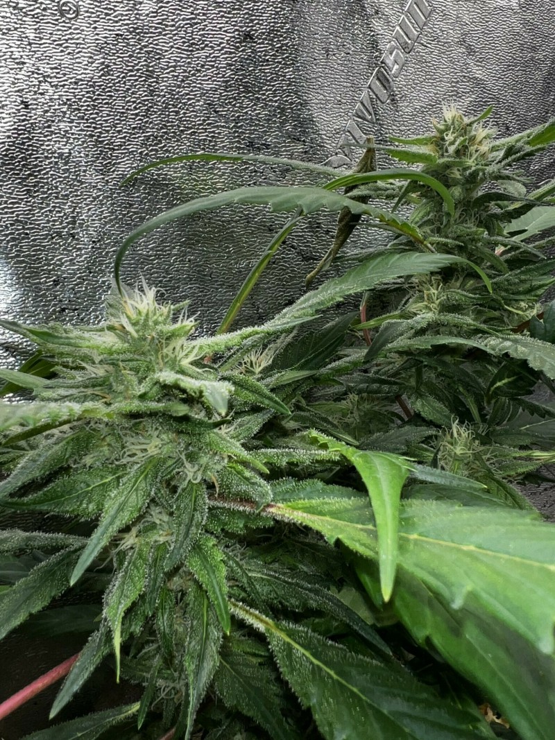 A7692486-4514-4440-AB80-A8A57757AFFE