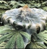 1B69DD23-D386-4E23-8CB1-E3539B0F4303