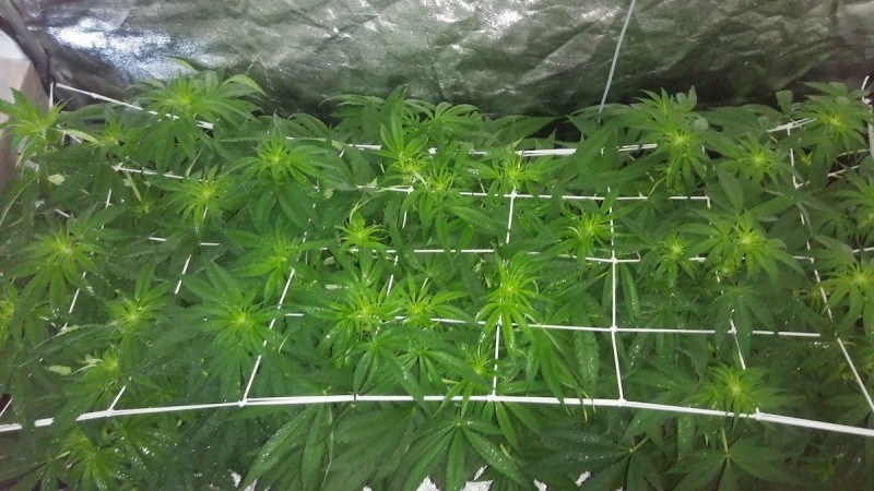 GROW WEEK 5