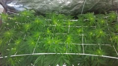 GROW WEEK 5