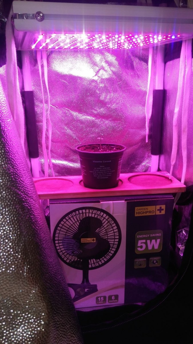 SEEDLING WEEK 1