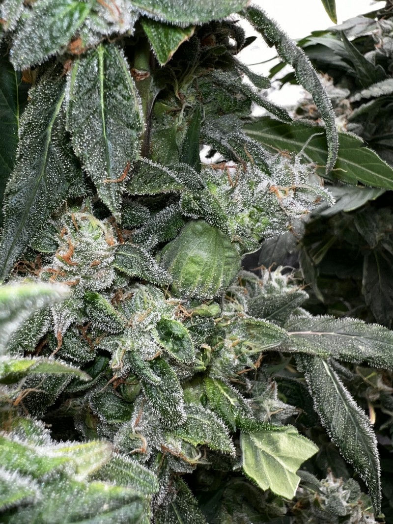 4A2BE3D9-F18A-4BAE-9D2D-F066DC38C727