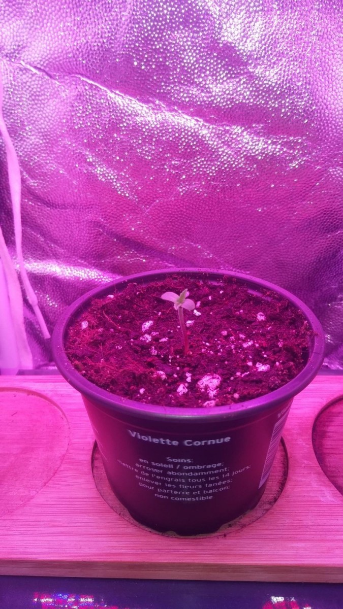 SEEDLING WEEK 1