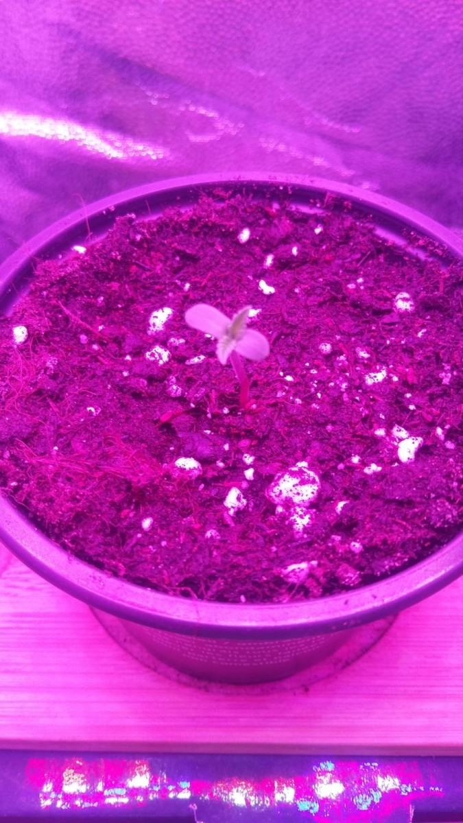 SEEDLING WEEK 1