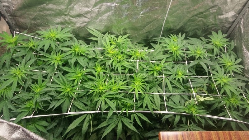 GROW WEEK 5