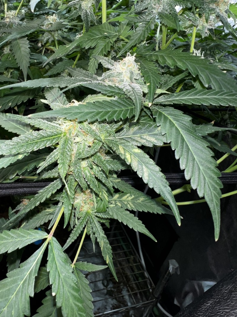 9574C467-F1FF-4A10-82FA-3558823CDA97