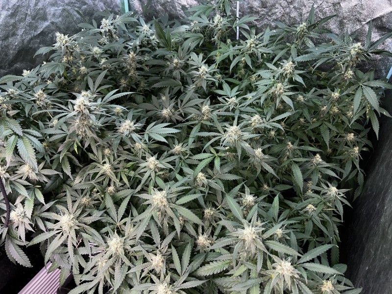 FD415192-E83D-4FA3-AB73-1230704C966D