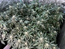 FD415192-E83D-4FA3-AB73-1230704C966D