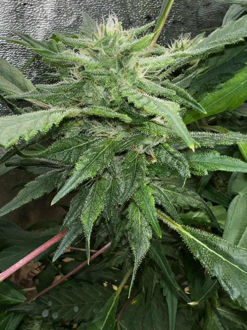 12BDE06A-116A-4A85-A3B4-515D5345B099