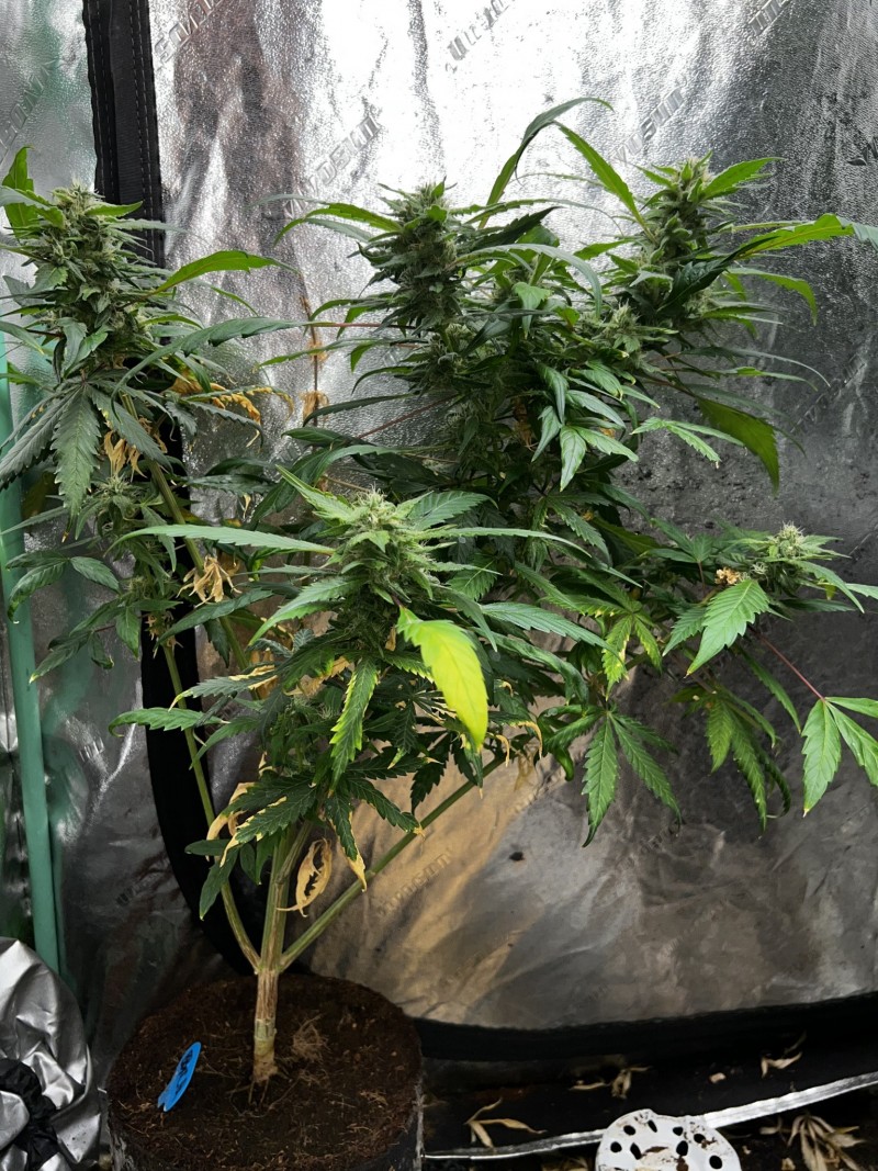 F1BC1E43-CFC2-43FD-8C31-C1DC2D8ECF1E