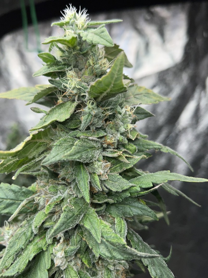 BFCECABC-A2DE-438D-BA9D-8600BC17B6B1