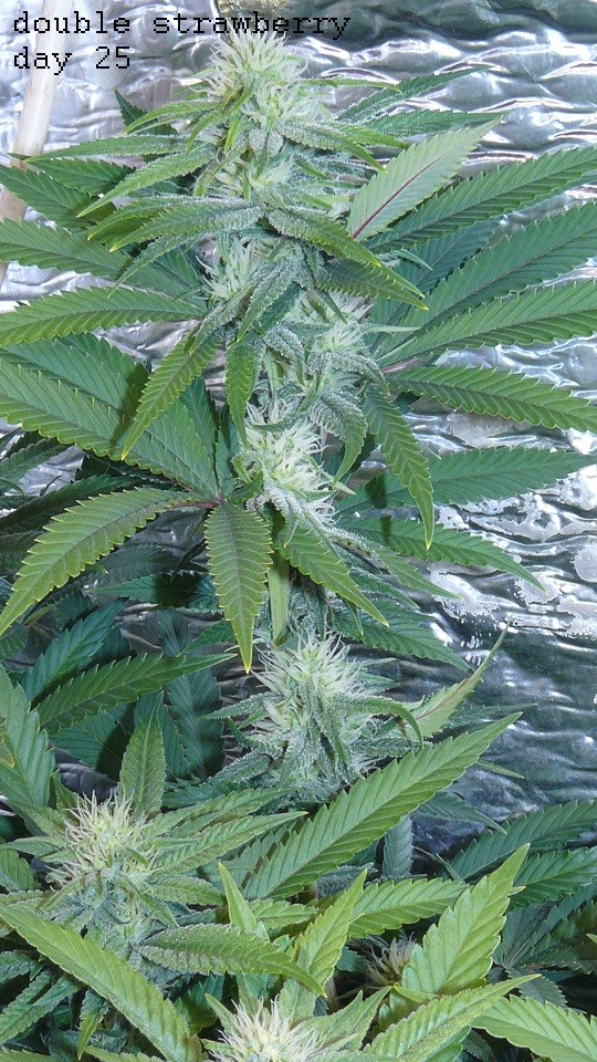 ds day 25 tangie 002