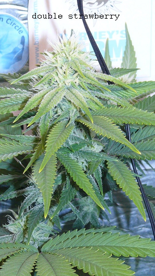 ds day 25 tangie 006