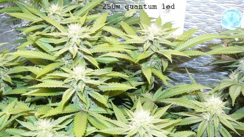 ds day 25 tangie 011