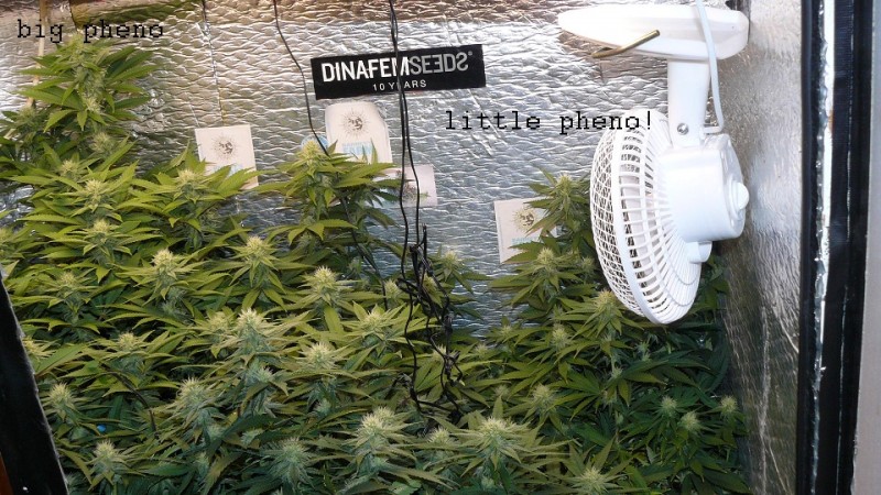 ds day 25 tangie 012