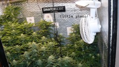 ds day 25 tangie 012