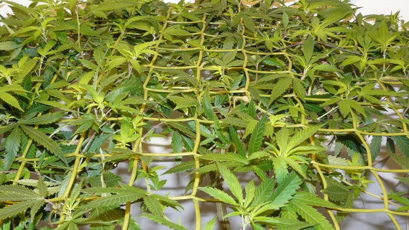 ds day 25 tangie 018