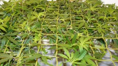 ds day 25 tangie 018