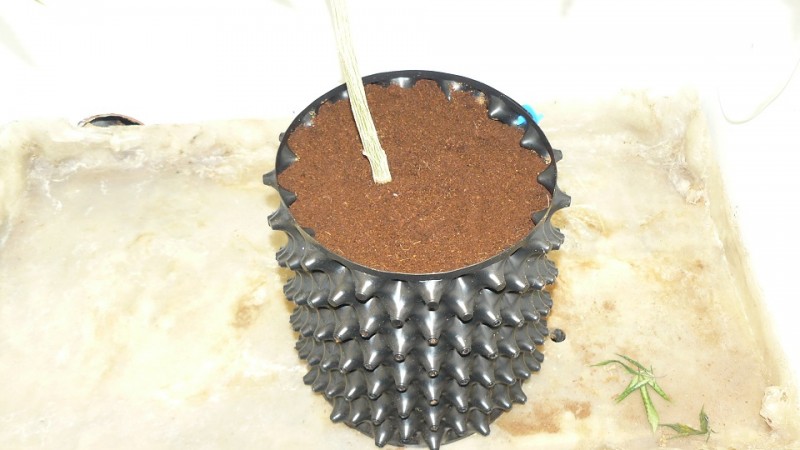 ds day 25 tangie 020